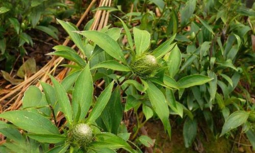 香蕉带皮烤熟吃的功效-香蕉带皮能用烤箱烤吗,中国香蕉带皮烤着吃的功效网站